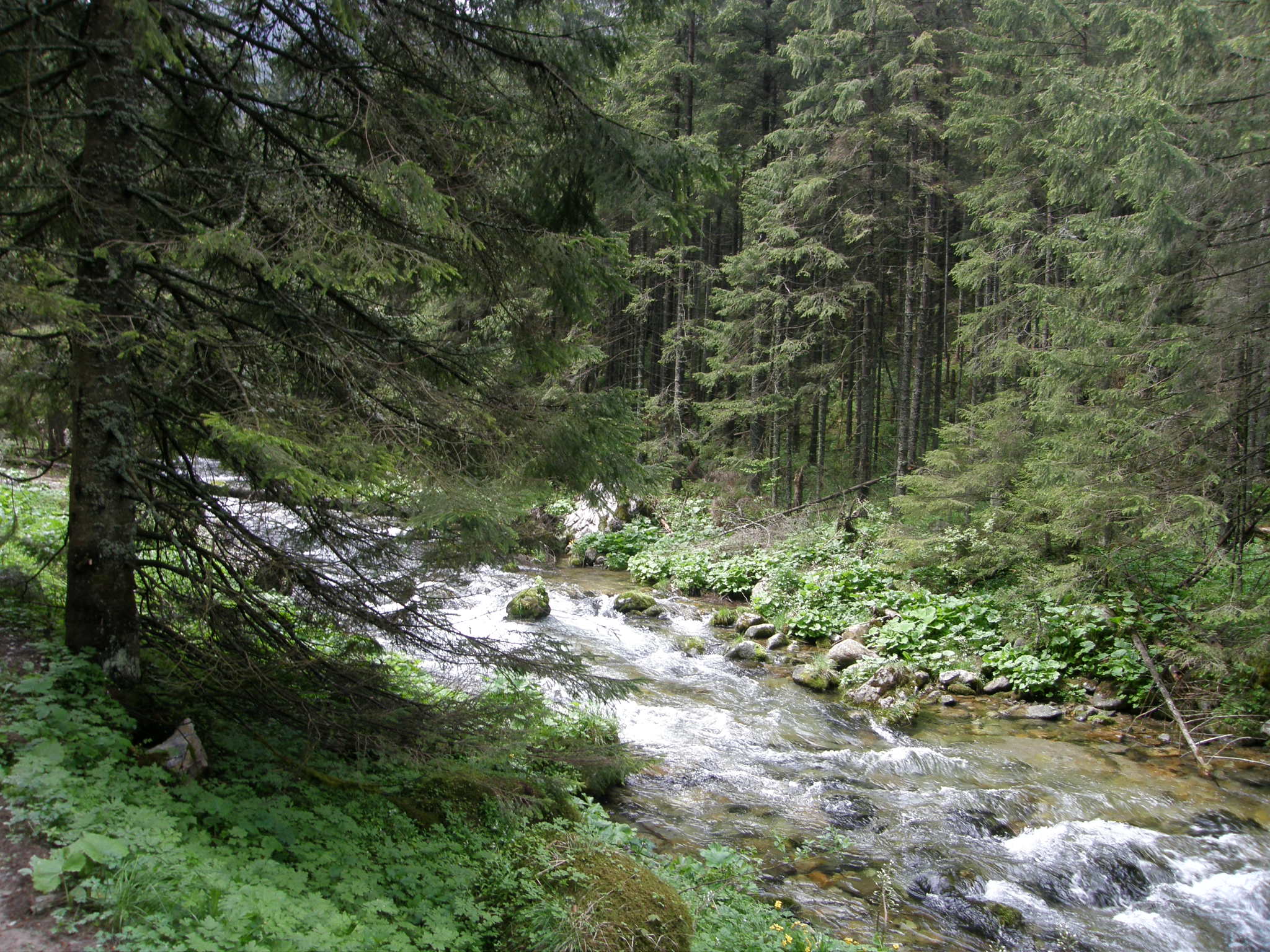 Dolina Kościeliska