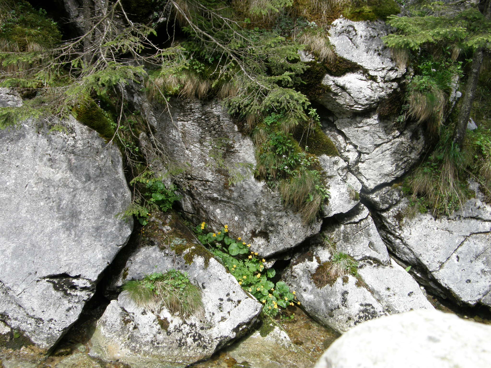 Dolina Kościeliska