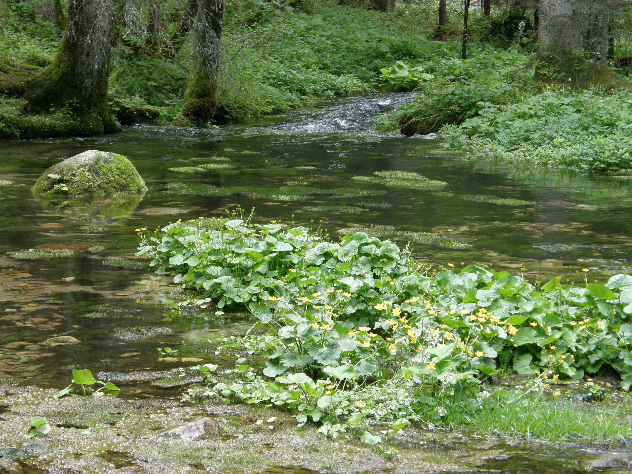 Dolina Kościeliska