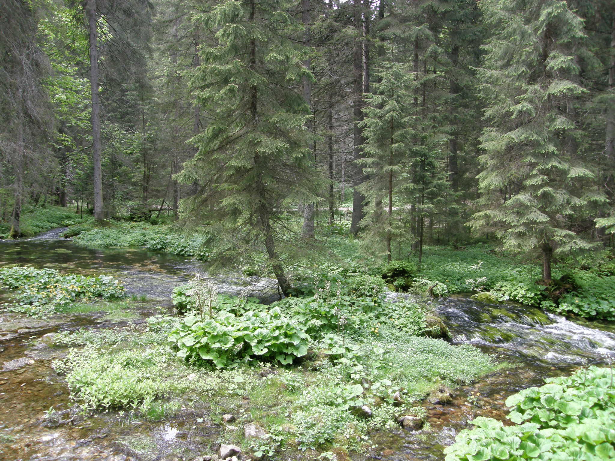 Dolina Kościeliska
