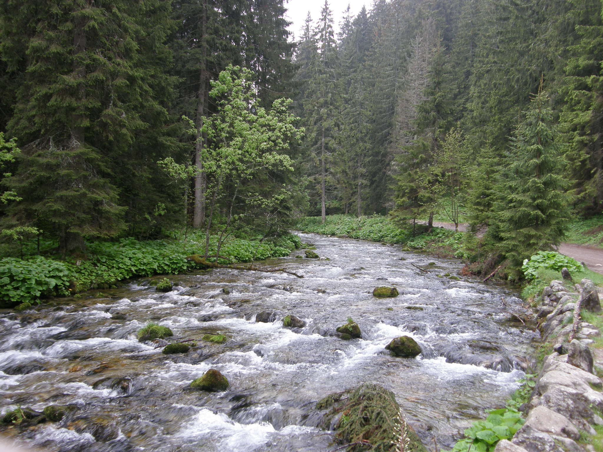 Dolina Kościeliska