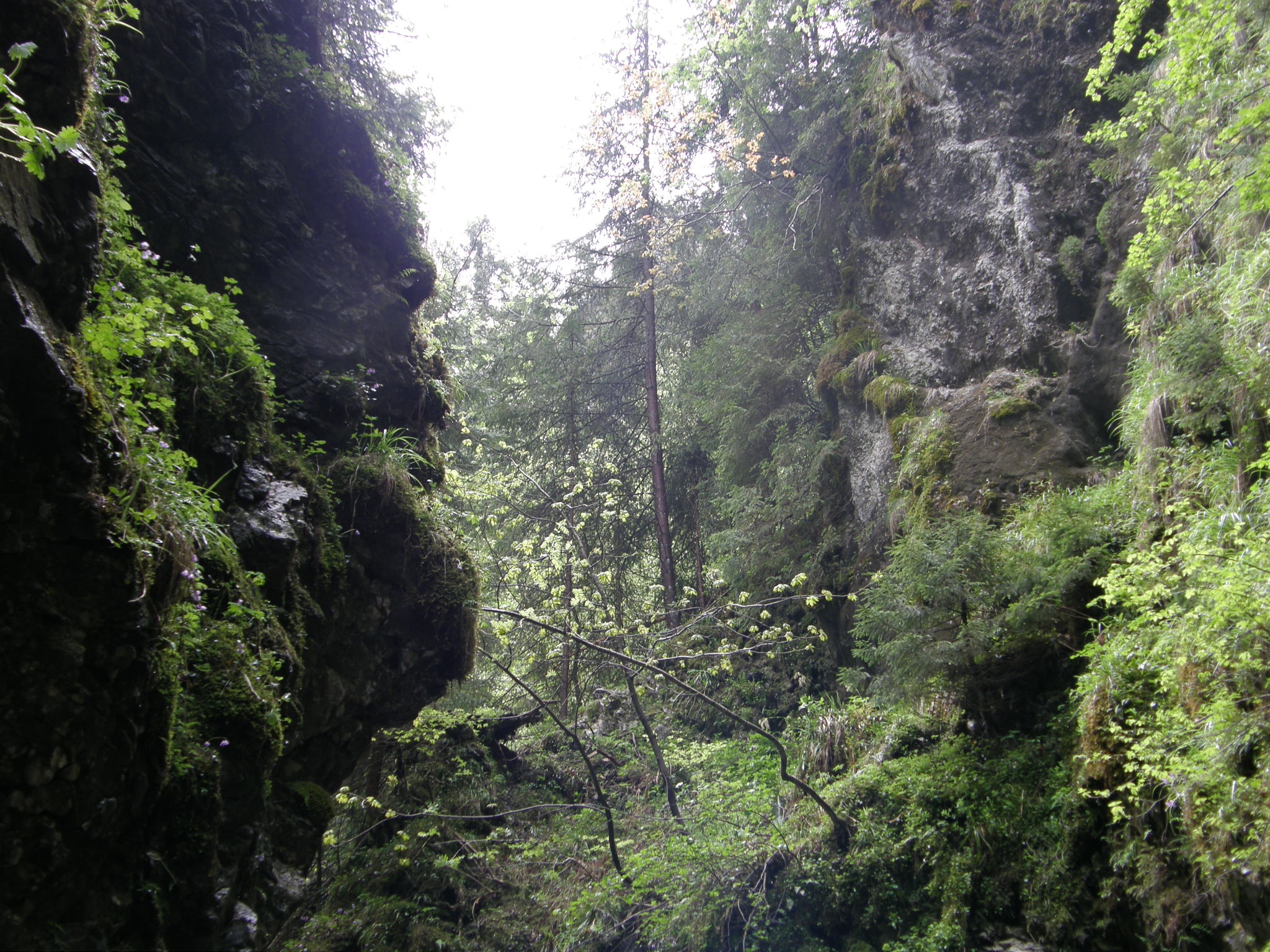 Dolina Kościeliska