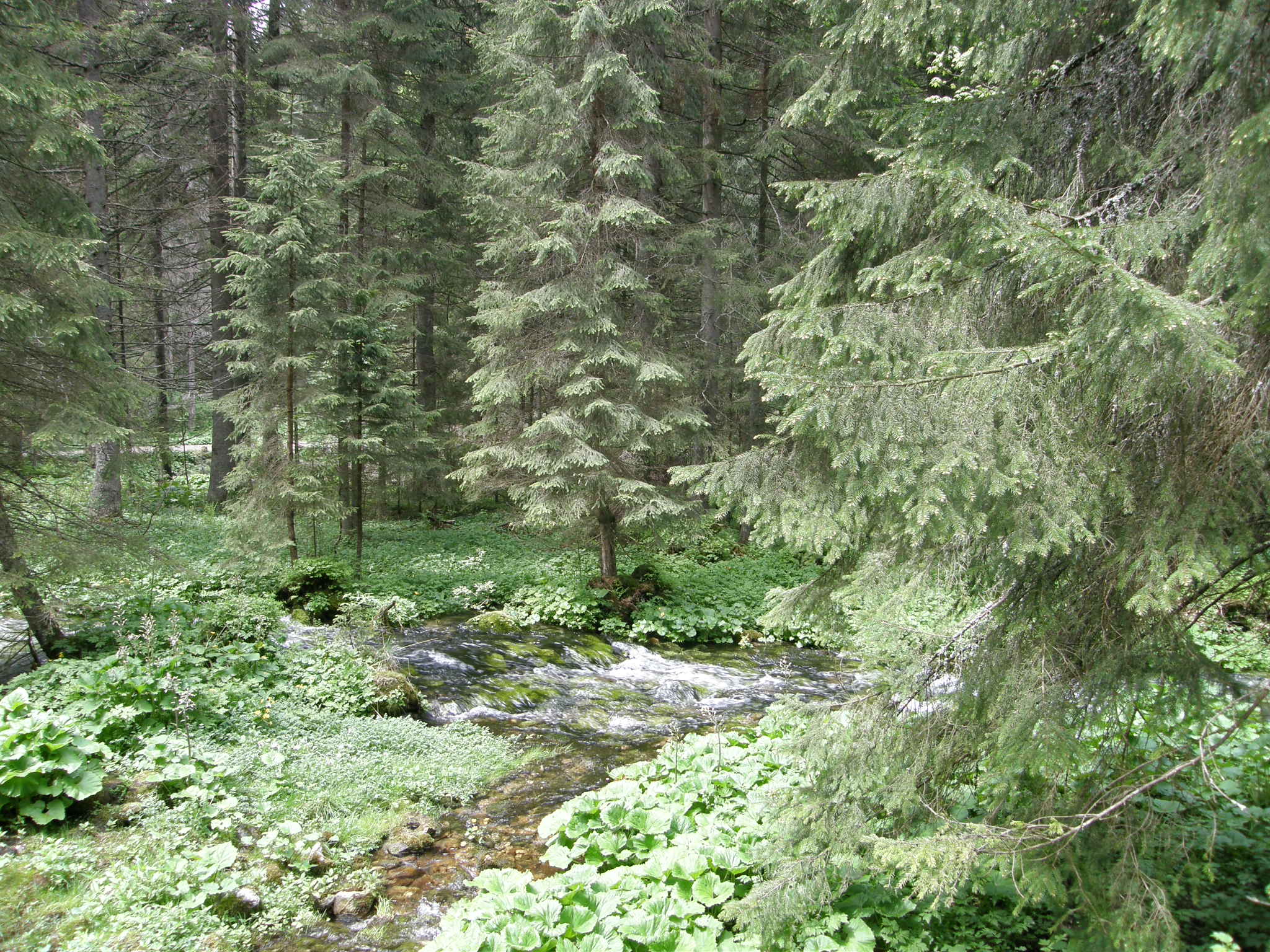 Dolina Kościeliska