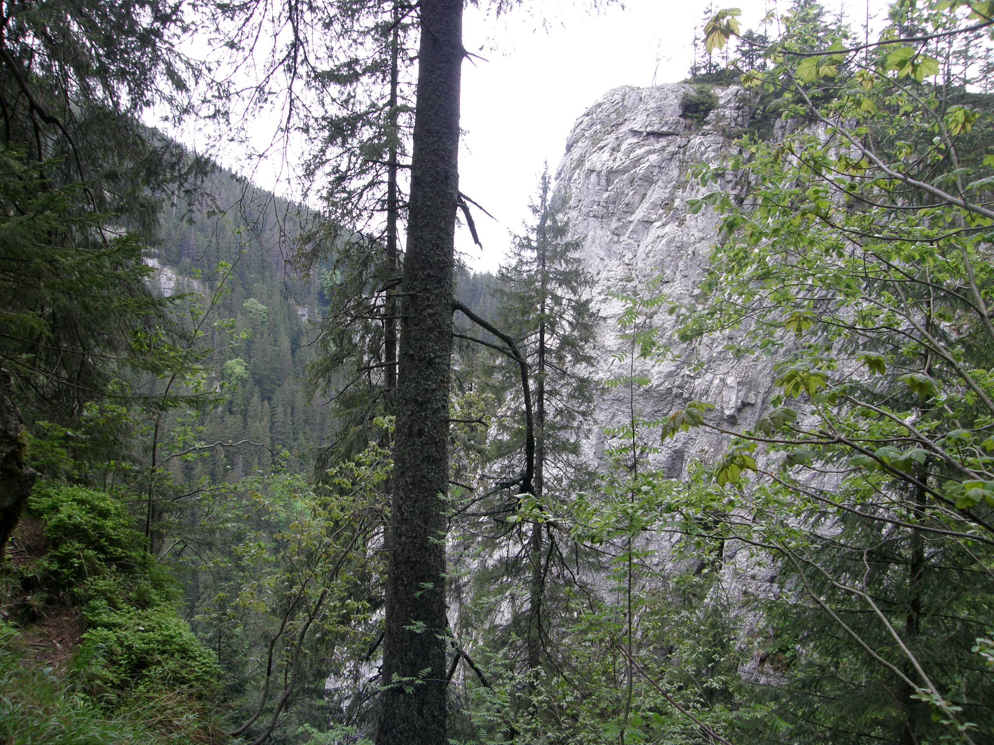 Dolina Kościeliska