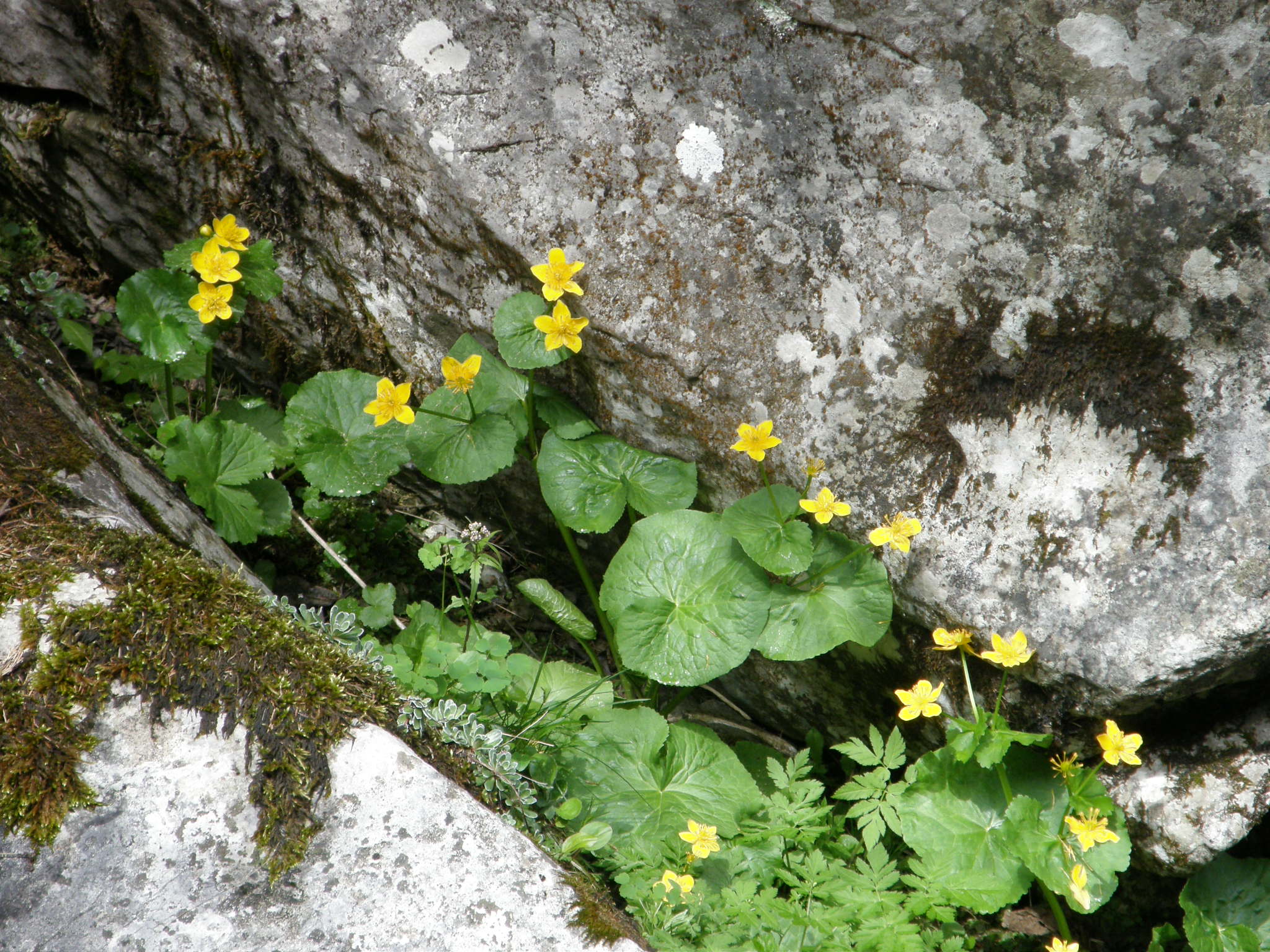 Dolina Kościeliska